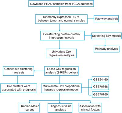 Effects of RNA Binding Proteins on the Prognosis and Malignant Progression in Prostate Cancer